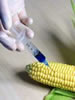 US Doctors' association calls for Moratorium on GMO Foods