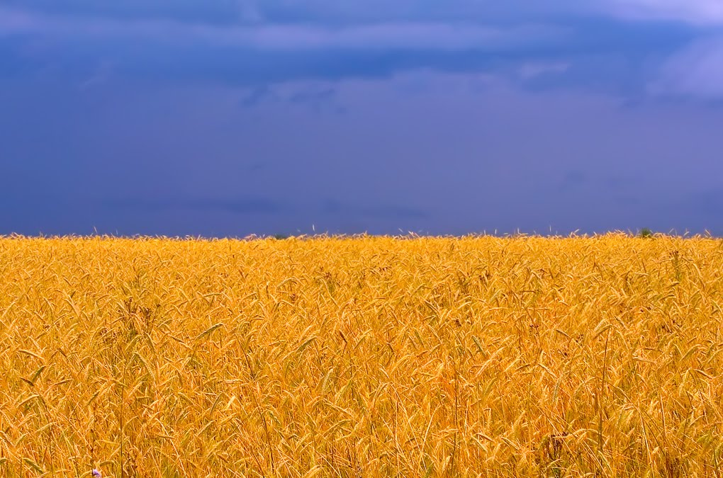 Энгдаль: ЕС и МВФ насилуют сельское хозяйство Украины