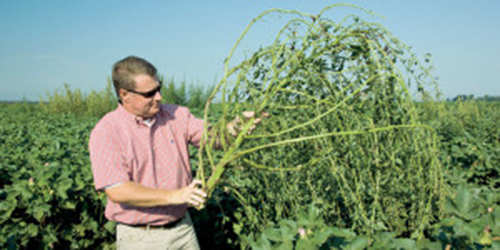 Will Superweeds Choke GMO to a Timely Death in USA?